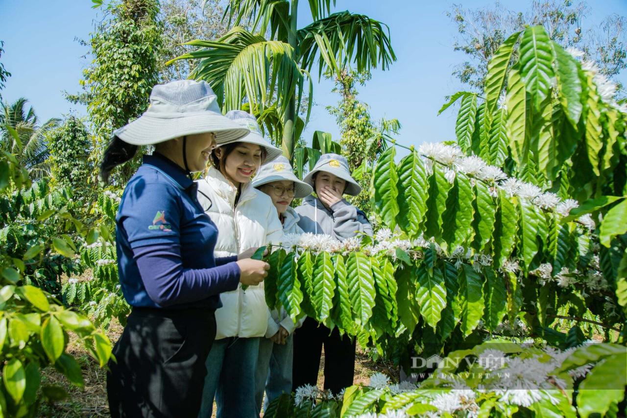 Mùa hoa cà phê ở Đắk Lắk đẹp như phim tại trang trại Aeroco