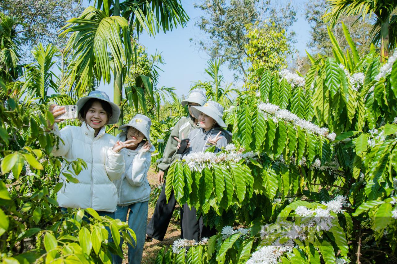 Mùa hoa cà phê ở Đắk Lắk đẹp như phim tại trang trại Aeroco