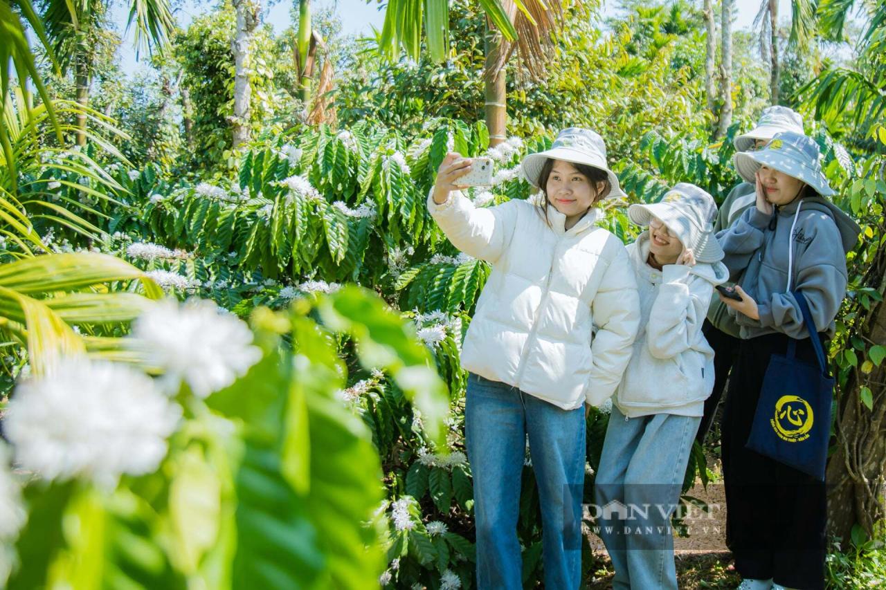 Mùa hoa cà phê ở Đắk Lắk đẹp như phim tại trang trại Aeroco