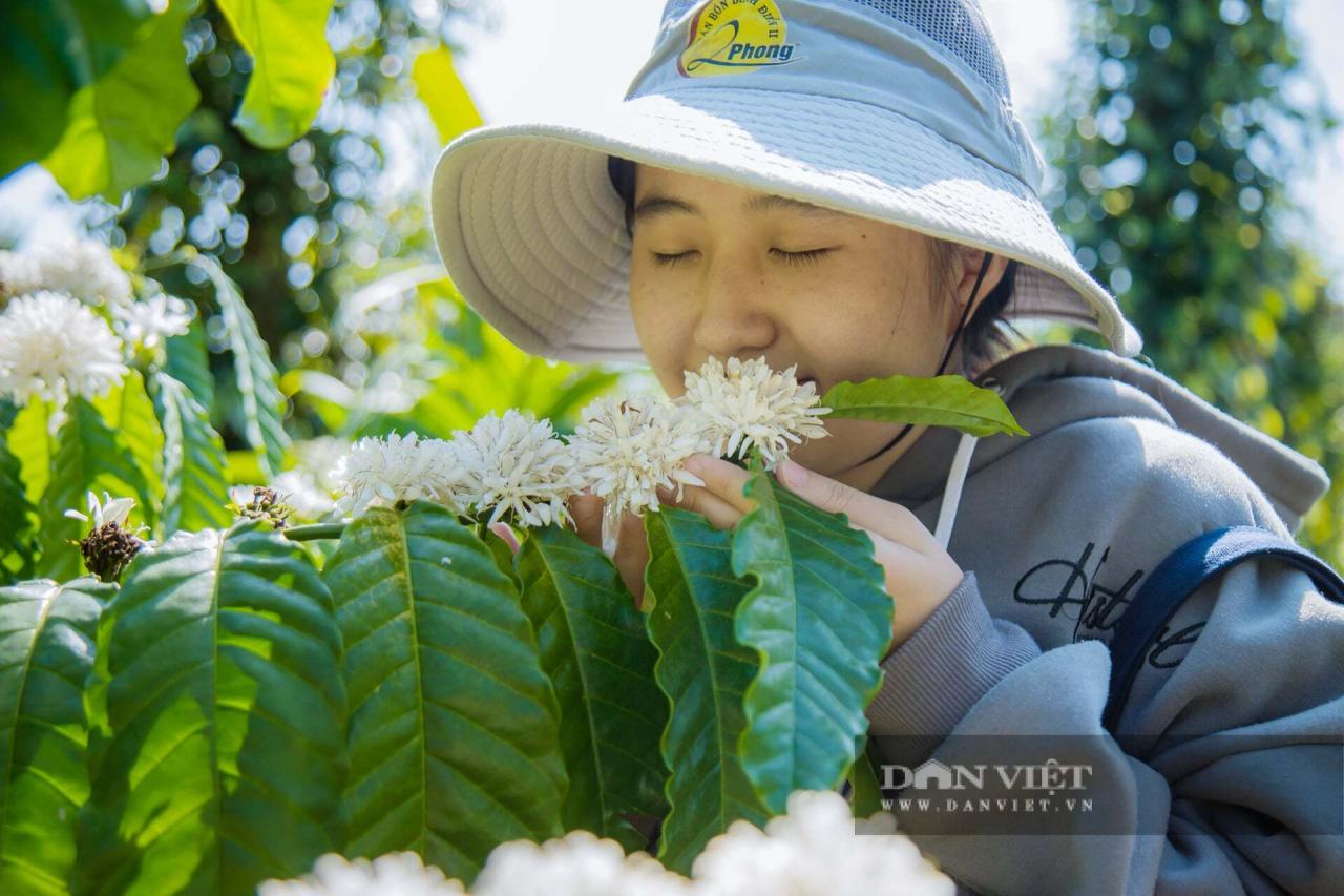Mùa hoa cà phê ở Đắk Lắk đẹp như phim tại trang trại Aeroco