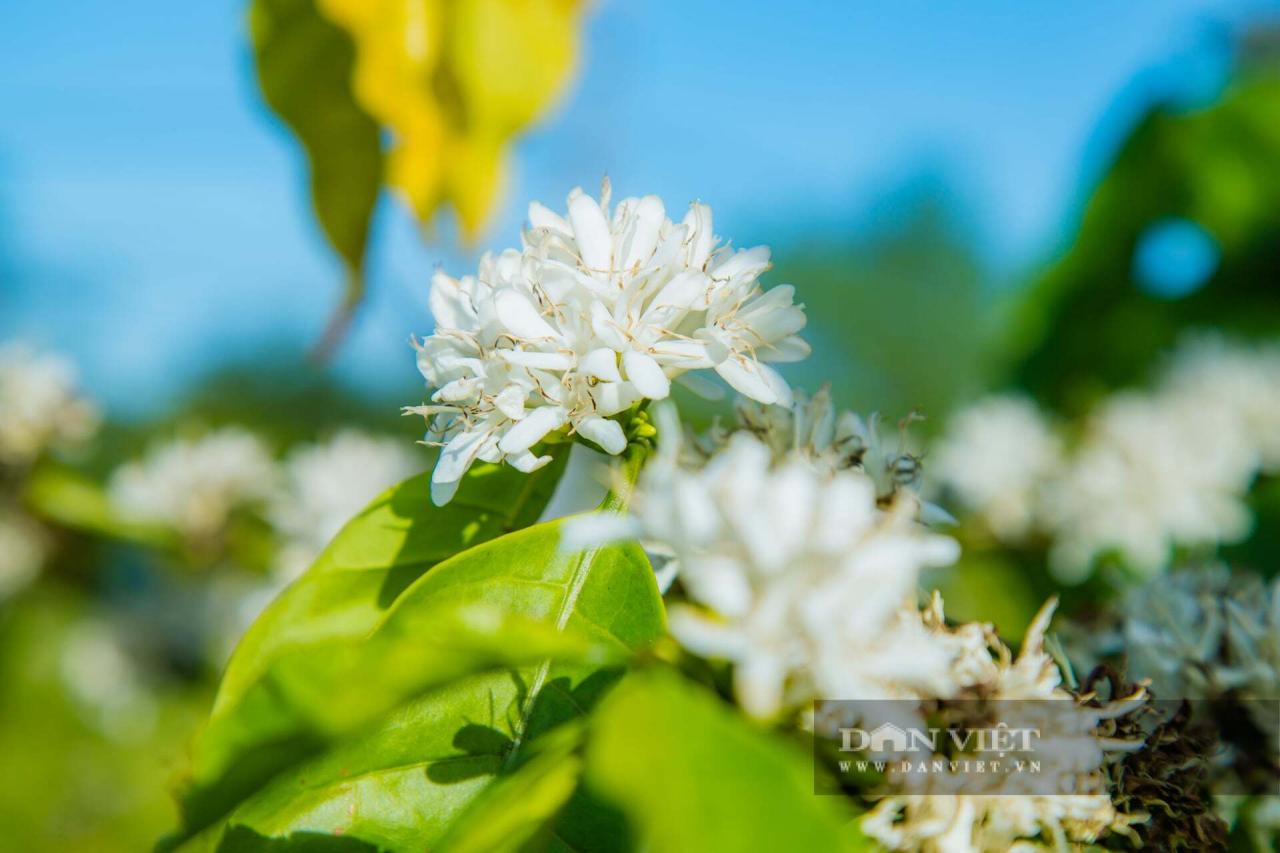 Mùa hoa cà phê ở Đắk Lắk đẹp như phim tại trang trại Aeroco