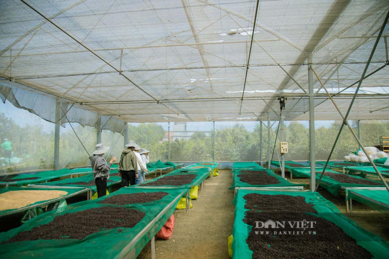 Mùa hoa cà phê ở Đắk Lắk đẹp như phim tại trang trại Aeroco